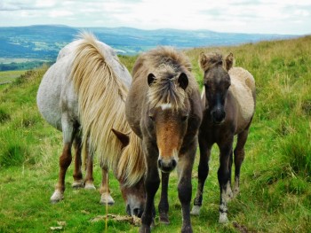 Stoven Hall Equine Vet In Beccles - Contact Us